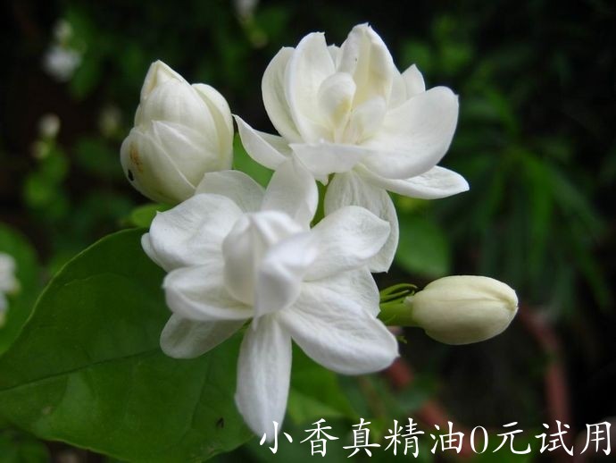 小花茉莉 jasmine sambac-Jasminum Sambac 55.jpg