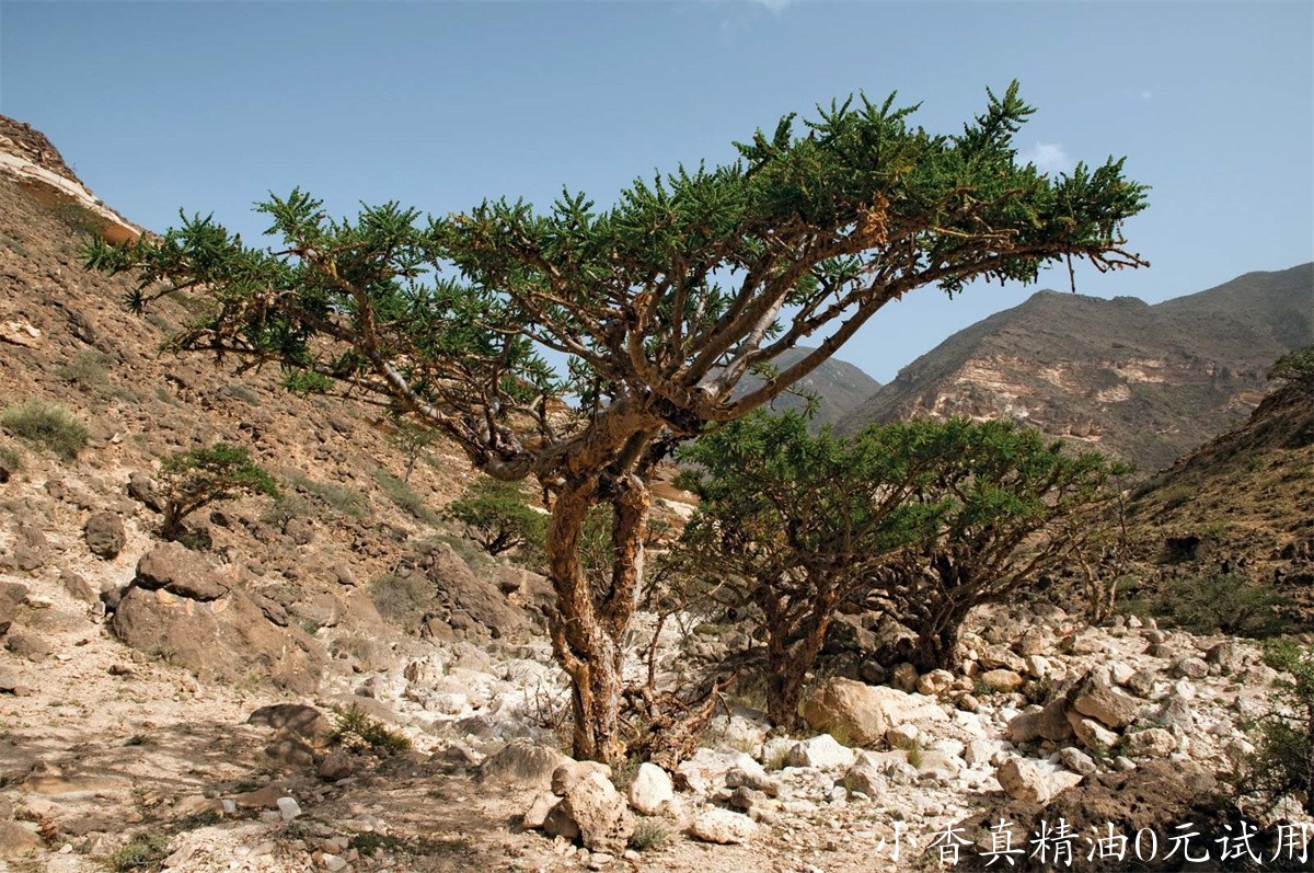 乳香frankincense-tree-Indian-Frankincense-region-Dhofar-Oman.jpg