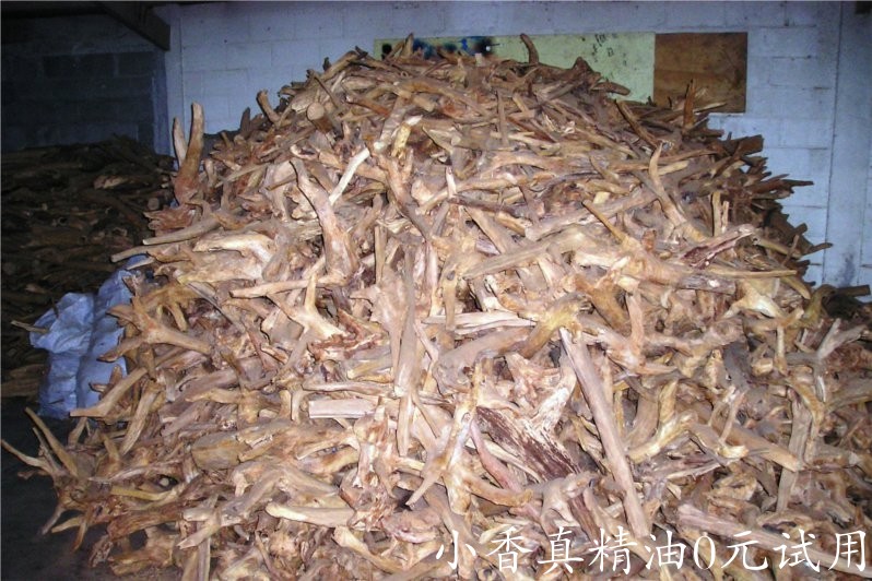 檀香木 sandalwood-Santalum Austrocaledonicum 11.jpg