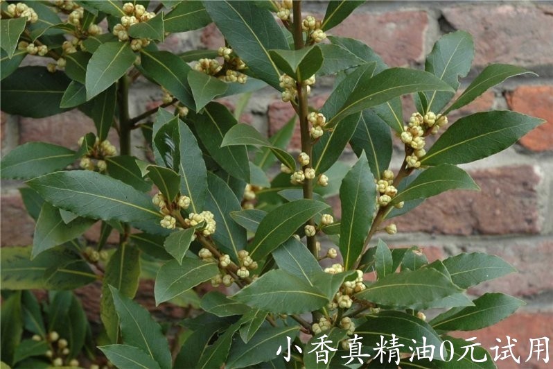 月桂树 bay laurel-Laurus Nobilis.jpg