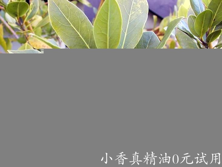 月桂bay-laurel-leaves.jpg