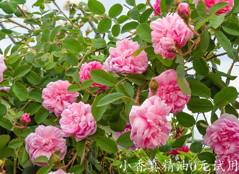 千叶玫瑰rose_centifolia_muscosa_副本_副本.jpg