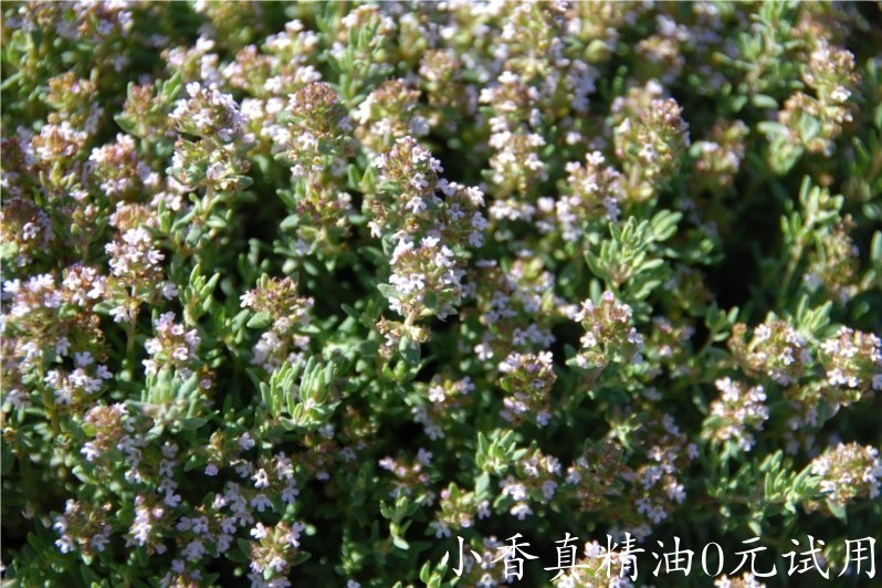 沉香醇百里香 thyme linalol-Thymus Vulgaris Linaloliferum.jpg