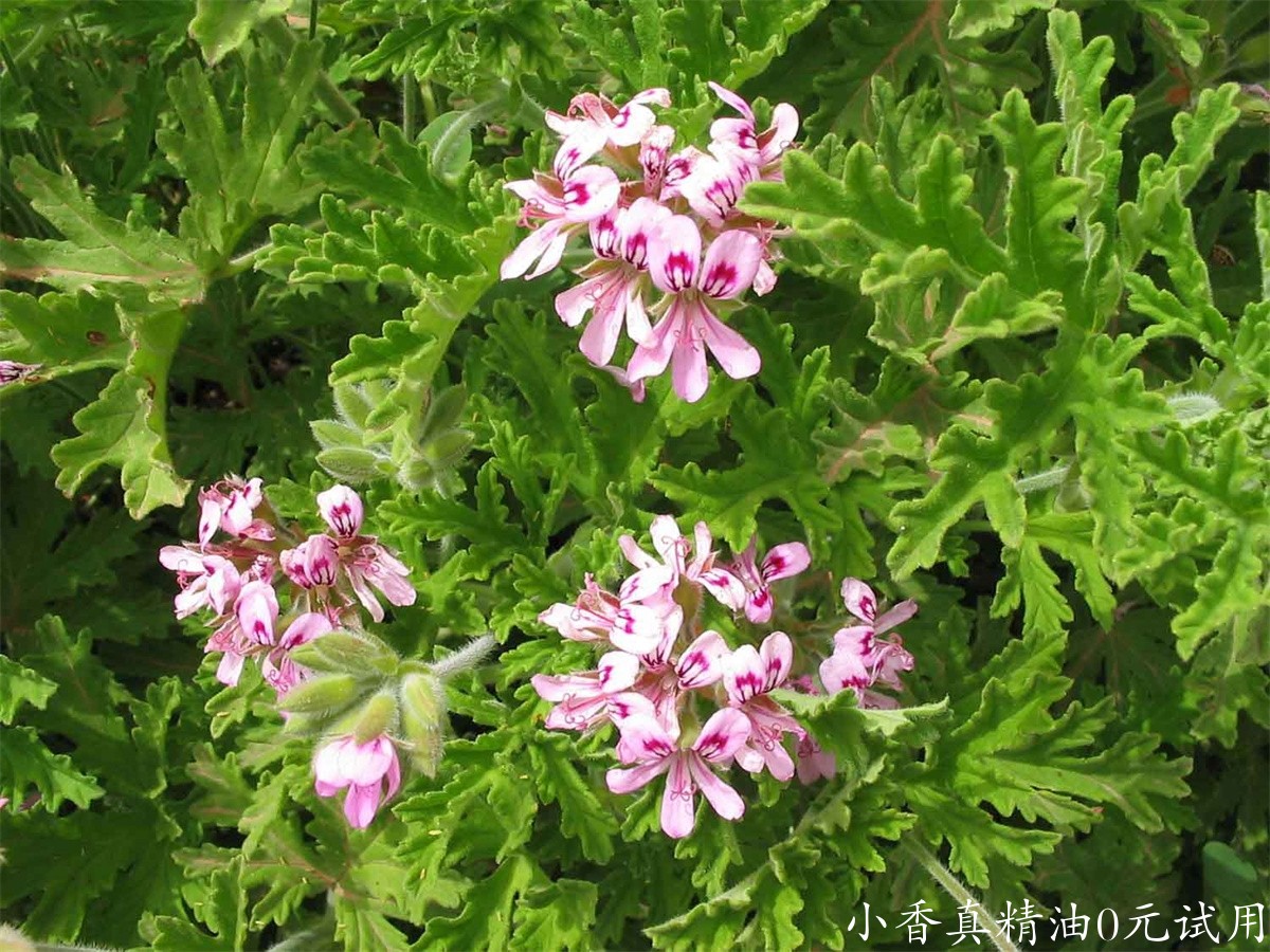 天竺葵Pelargonium-graveolens1.jpg