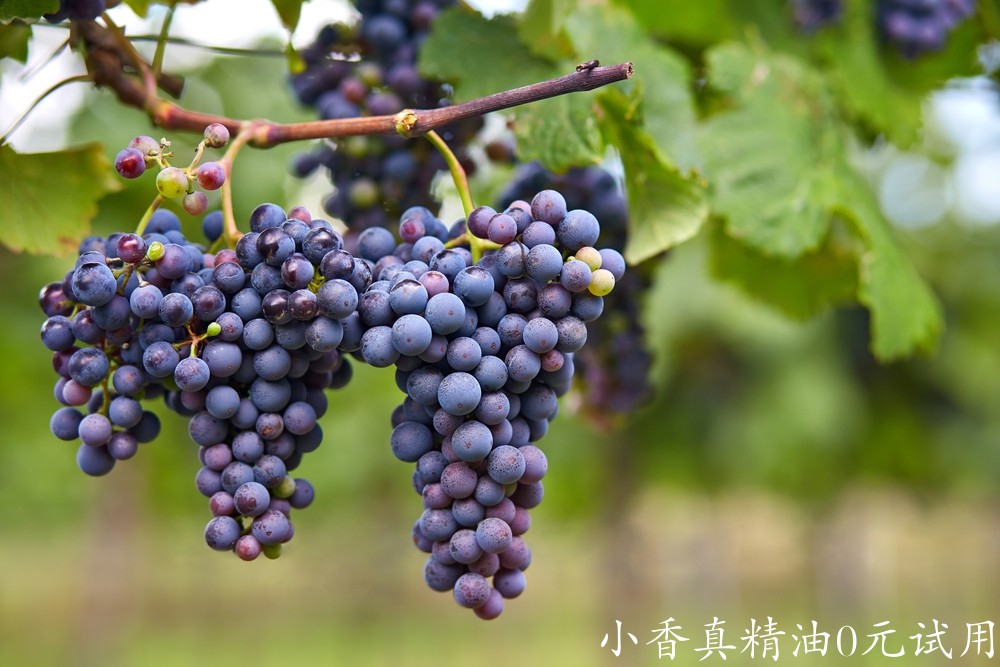 葡萄籽Vine-Vera-Anatomy-of-the-Grape.jpg