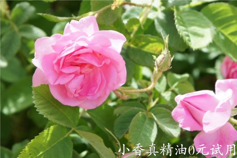 大马士革玫瑰-保加利亚玫瑰Damask Rose-Bulgarian Rose-Rosa Damascena 33.jpg