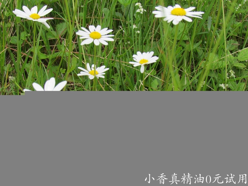 10076德国洋甘菊_罗马洋甘菊.jpg