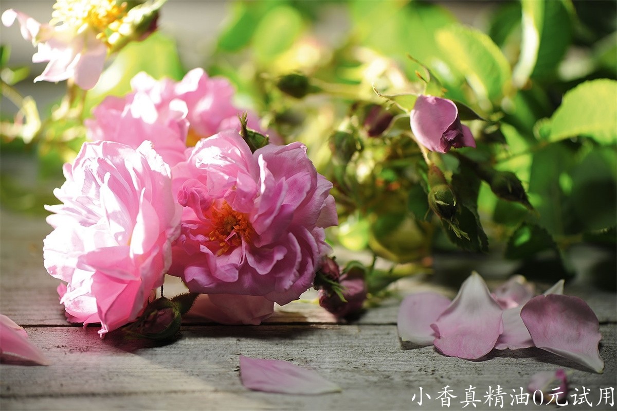 大马士革玫瑰rosa-damascena-damaszener-rose_press.jpg