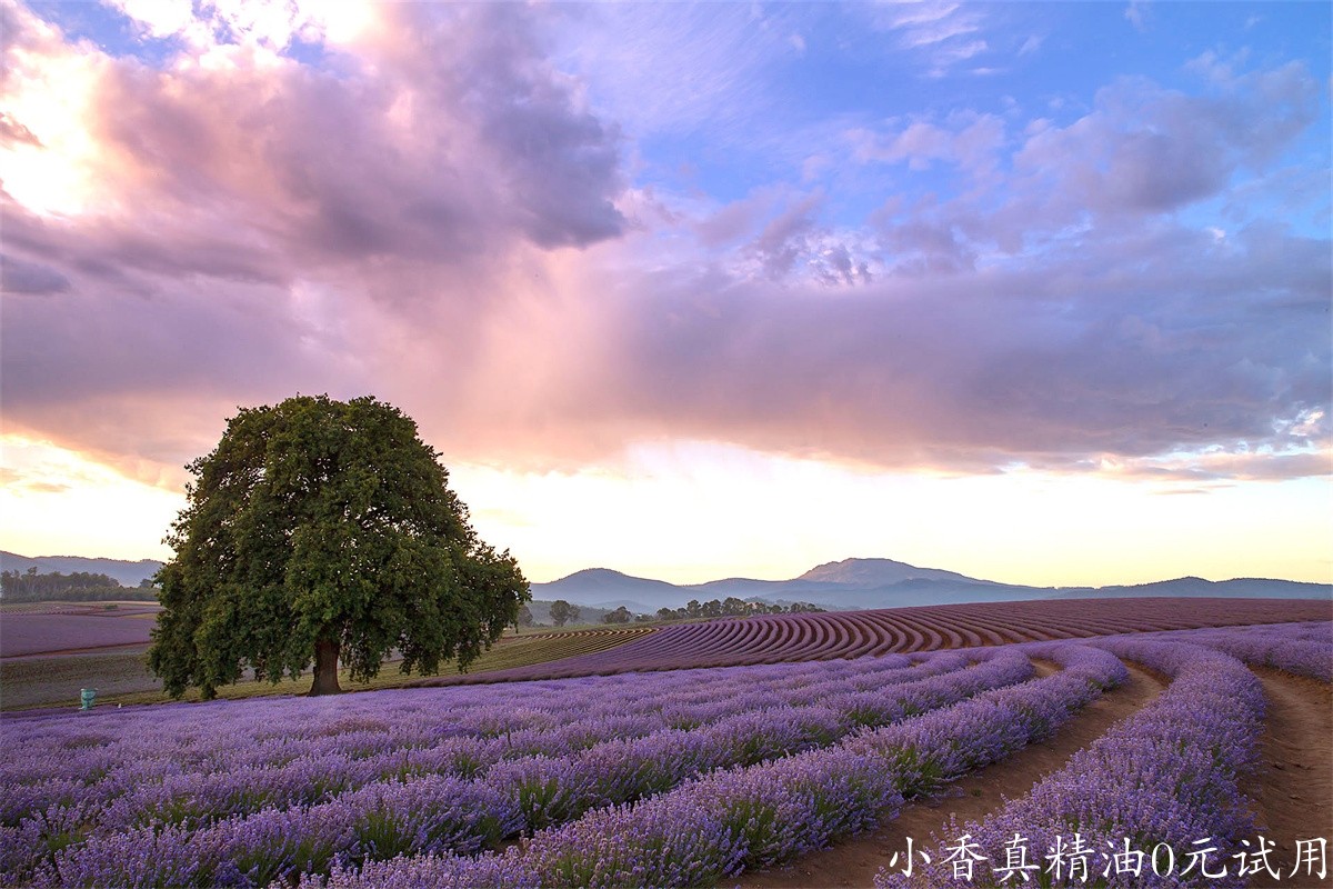 薰衣草bridestowe-lavender-banner-502A6717.jpg