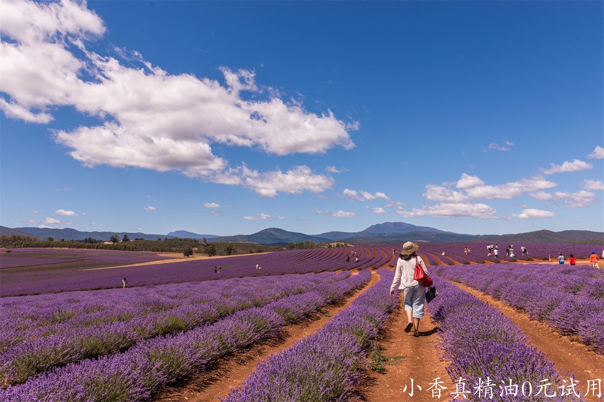 薰衣草bridestowe-lavender-banner-Mia-Glastonbury-wandering-the-fields-Bridestowe-17.jpg