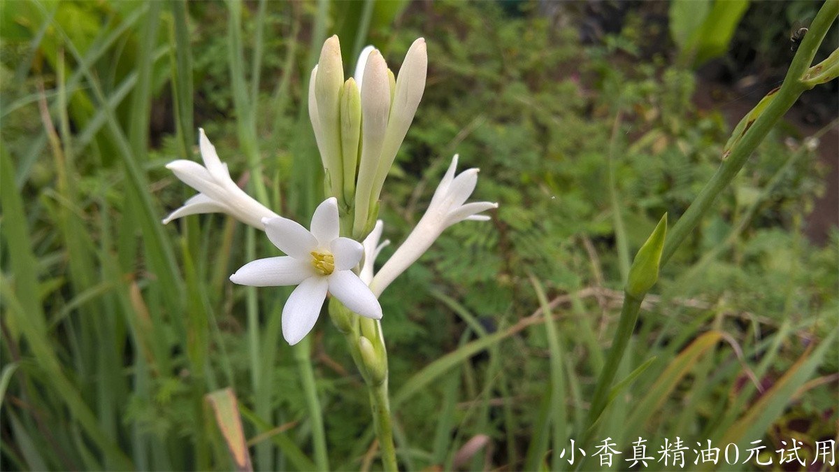 晚香玉Polianthes-tuberosa-bigstock-Agave-amica-tuberose-flower-a-389278750-1536x864.jpg