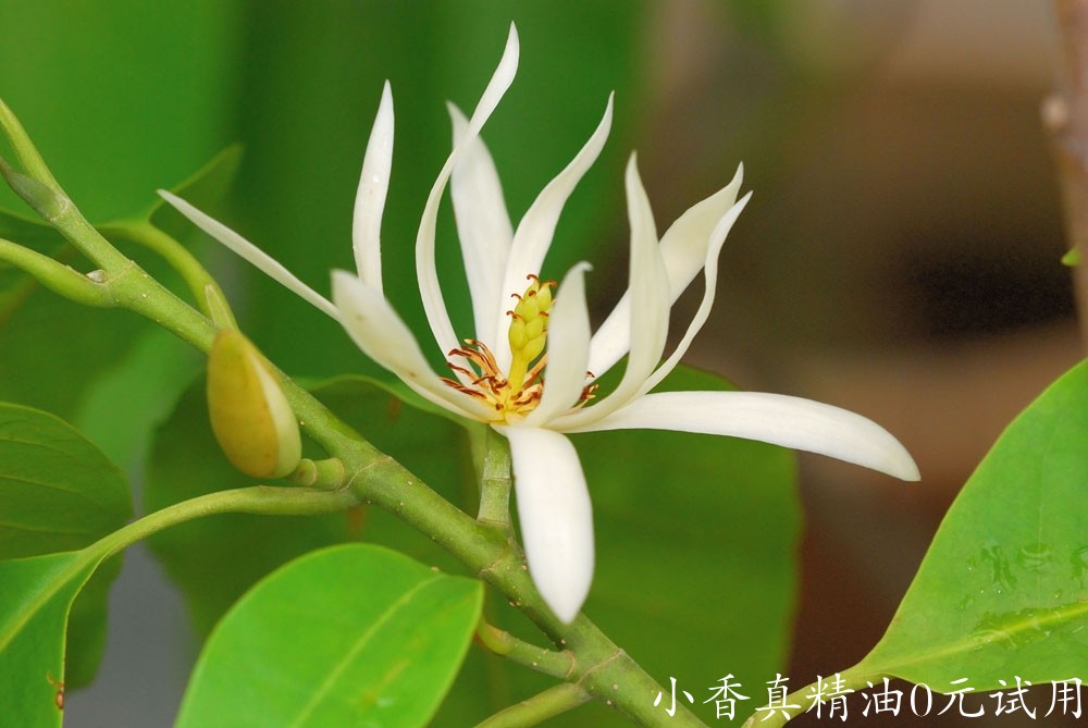 白玉兰michelia_alba_-_flower_16.jpg