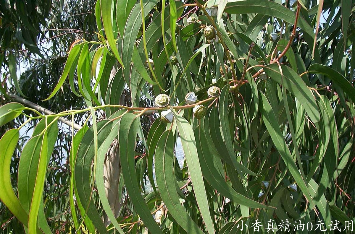 蓝胶尤加利Eucalyptus-globulus.jpg